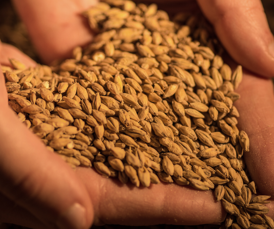 malted barley for custom whisky whiskey